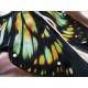 Yolanda Fleurs Avec Isabella Butterfly Collar(Reservation/15 Colours/Full Payment Without Shipping)